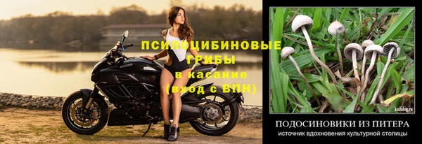 шишки Аркадак